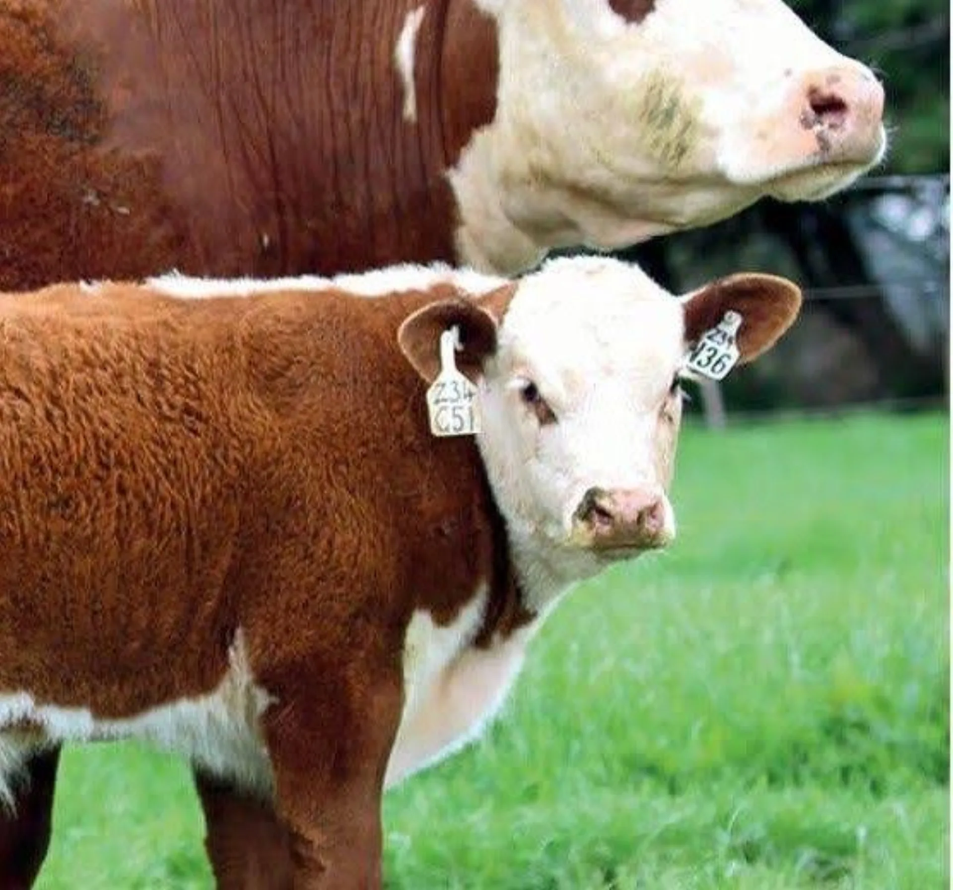 Heifer for qurban at the farm in Çatalca